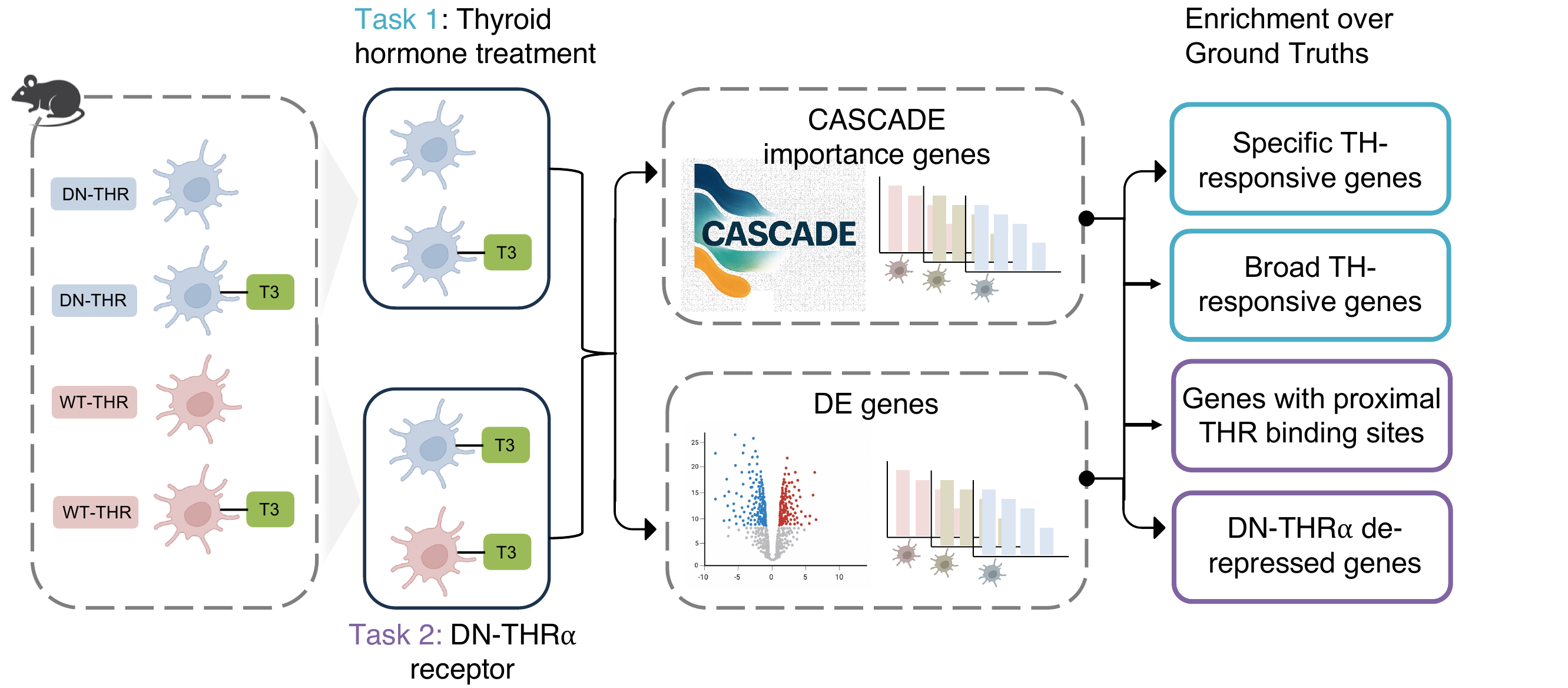 CASCADE-thyroid benchmark overview